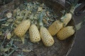 Thumbnail for version as of 00:07, 13 April 2011